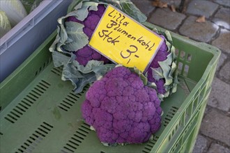 Purple cauliflower in a vegetable crate at the weekly market market, Erlangen, Middle Franconia,