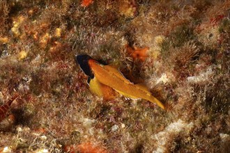 Underwater photograph of Black-faced blenny (Tripterygion delaisi), colouring during mating season,