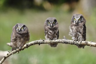 Tengmalm's owl (Aegolius funereus), three branchlings sitting on a larch branch waiting to be fed,