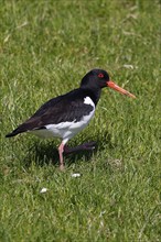 Oystercatcher (Haematopus ostralegus) walking on a dyke, UNESCO World Heritage Site,