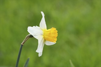 Close-up of the white Poet's Daffodil variety (Narcissus cyclamineus) Jack Snipe with central