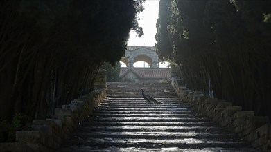 Stone steps, surrounded by tall trees, leading to a building, a peafowl (pavo) in the centre,