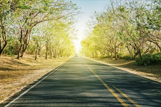 Long asphalt road surrounded by trees. Urban road road surrounded by trees at sunset