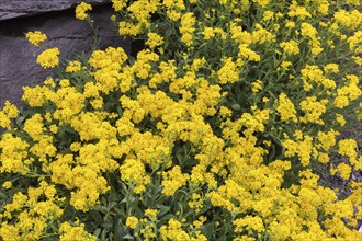 Yellow flowering Aurinia saxatilis, Basket of Gold in spring, Quebec, Canada, North America