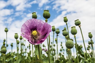 Opium poppy (Papaver somniferum), opium poppy field, Erlenbach, near Heilbronn, Baden-Württemberg,