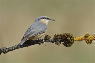 Eurasian nuthatch (Sitta europaea) sitting on a branch overgrown with moss, back view, animals,