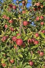 Apple tree (Malus domestica), tree crown with red apples, North Rhine-Westphalia, Germany, Europe