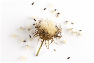 Seed head of carduus marianus (Silybum marianum) surrounded by seeds on a white background