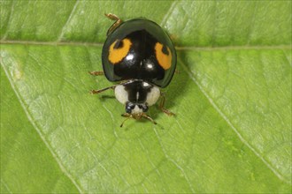 Macro photograph of a asian lady beetle (Harmonia axyridis) on a leaf, black elytra with orange