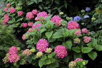 Flowering hydrangea, pink, Hydrangea macrophylla