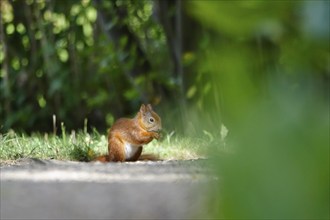 Squirrel, Summer, Germany, Europe