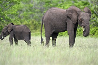 African forest elephants (Loxodonta cyclotis) in a clearing in Loango National Park, Parc National