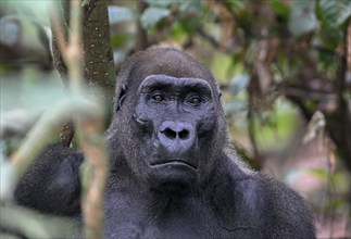 Western lowland gorilla (Gorilla gorilla gorilla), male animal, silverback, Loango National Park,