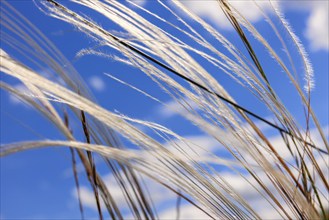 Feather grass (Stipa pennata) swaying in the wind at a blue sunny sky