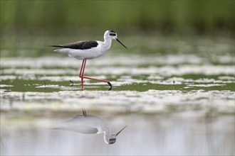 Black-winged Stilt (Himantopus himantopus), foraging in the water, Neusiedler See-Seewinkel