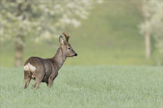 A roebuck stands at attention in a green field with trees in the background