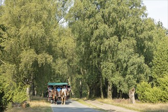 Horse-drawn carriage, trees, carriage ride near Wilsede, Bispingen, Lüneburg Heath, Lower Saxony,