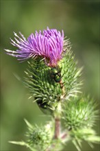 Flower of a thistle, summer, Germany, Europe