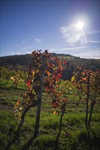 Vineyard, vines, grapevines, viticulture, autumn colours, autumn, backlight, Strümpfelbach,