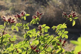 Rosehips, September, Mecklenburg-Western Pomerania, Germany, Europe