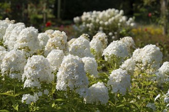 Common viburnum (Viburnum opulus), North Rhine-Westphalia, Germany, Europe