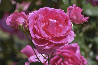 Blooming pink roses in Rosedal, the rose garden in Buenos Aires, Argentina, South America