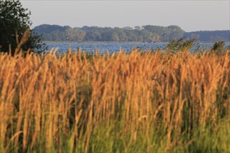 View from the Gnitz peninsula, September, Usedom, Mecklenburg-Western Pomerania, Germany, Europe