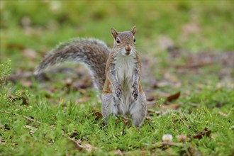 Grey Squirrel (Sciurus carolinensis), on meadow, springtime, Florida, USA, North America