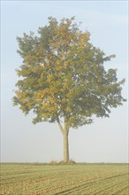 Deciduous tree, maple (Acer) with autumn leaves at the edge of a field in the fog, North