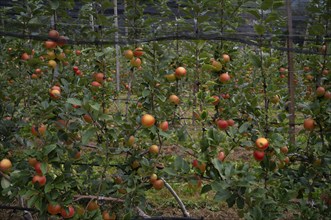 Golden Delicious apple variety, apple orchard, fruit orchard, agriculture, agribusiness, Schenna,