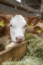 Close-up of a cow eating hay in a barn, Haselstaller Hof, Gechingen, Black Forest, Germany, Europe