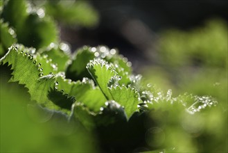 Lady's mantle, September, Germany, Europe