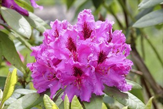 Rhododendron flowers (Rhododendron Homer), pink flowers, in a garden, Wilnsdorf, North