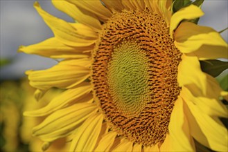 Sunflower (Helianthus annuus) in bloom, close-up, North Rhine-Westphalia, Germany, Europe