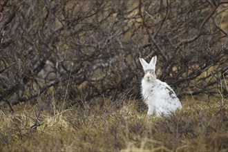 Mountain hare (Lepus timidus) in white winter fur in the tundra, Lapland, Northern Norway, Norway,