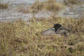 Ruff (Calidris pugnax) Courtship behaviour in the rain at a Tundra lake, Lapland, Northern Norway,