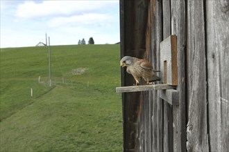 Common kestrel (Falco tinnunculus) male at the breeding site, a nesting box inside a field barn,