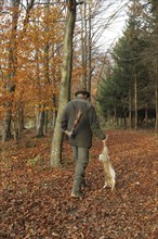 Hunter, in a colourful autumnal forest with a hare (Lepus europaeus) on the way to the assembly