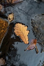 Autumn leaf on a still water surface, surrounded by fine details and calming colours, Black Forest,