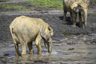 African forest elephants (Loxodonta cyclotis) in the Dzanga Bai forest clearing, Dzanga-Ndoki