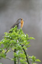 European robin (Erithacus rubecula) on a curved branch with freshly sprouted green leaves in