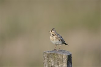 Eurasian skylark (Alauda arvensis) sitting on a pole, Lower Rhine, North Rhine-Westphalia, Germany,