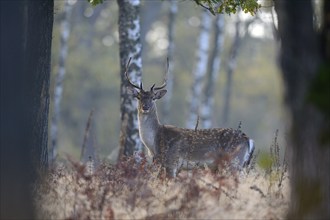 Fallow deer (Cervus dama), stag, Lower Rhine, North Rhine-Westphalia, Germany, Europe