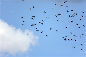 Common starling (Sturnus vulgaris) in the blue sky, Mecklenburg-Western Pomerania, Germany, Europe