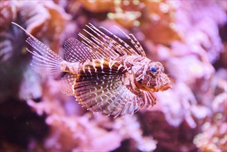 Red lionfish (Pterois volitans) in a aquarium, captive, Germany, Europe