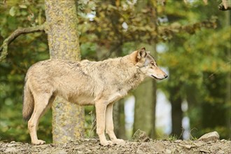 Eastern wolves (Canis lupus lycaon) standing on a little hill, Bavaria, Germany, Europe