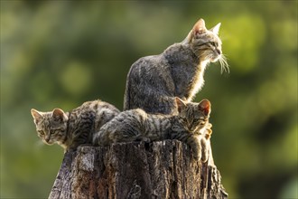 Mother cat and two kittens resting on a tree stump in the forest, wildcat (Felis silvestris),