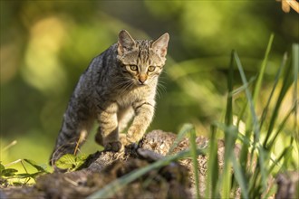 A kitten moves attentively on a tree trunk, surrounded by green vegetation, wildcat (Felis