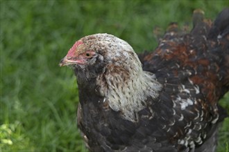 Pedigree chicken, Eime, Leinebergland, Lower Saxony, Germany, Europe