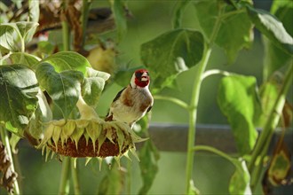 Goldfinch, Summer, Saxony, Germany, Europe